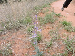 Penstemon fendleri