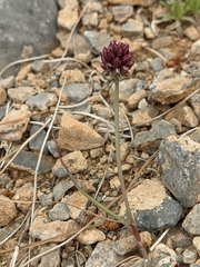 Allium rubrovittatum, photograph Sergio, CC BY, iNaturalist via GBIF