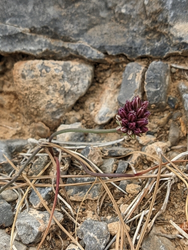 Allium rubrovittatum, photograph 5