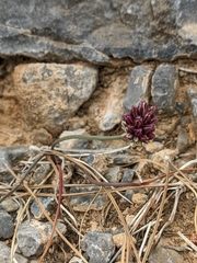 Allium rubrovittatum, photograph Sergio, CC BY, iNaturalist via GBIF