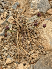 Allium rubrovittatum, photograph Sergio, CC BY, iNaturalist via GBIF