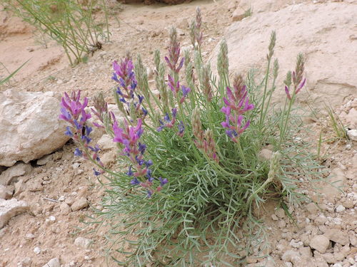 Lambert's Locoweed