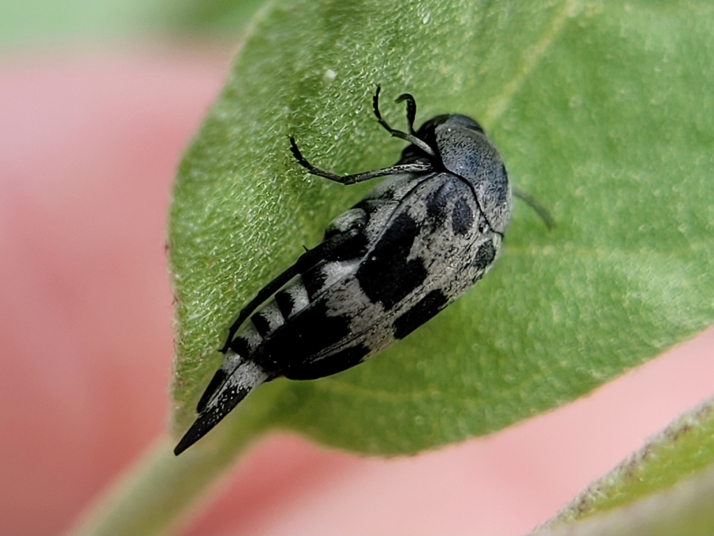 Variimorda jovialis