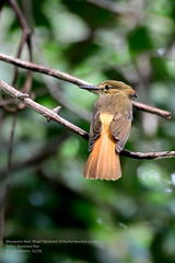 Onychorhynchus coronatus