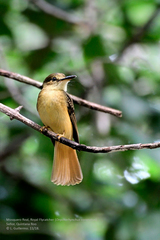 Onychorhynchus coronatus