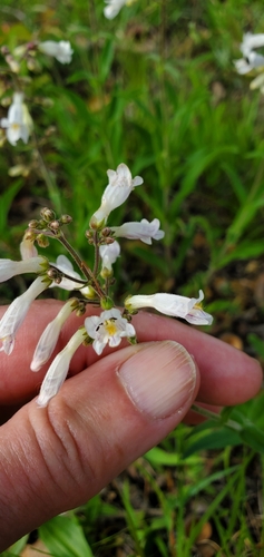 Image of Penstemon pallidus by (c) Edie, some rights reserved (CC BY)