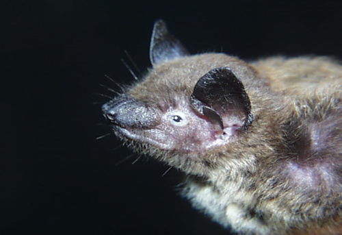 Evening Bat