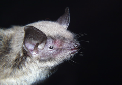 Myotis velifer