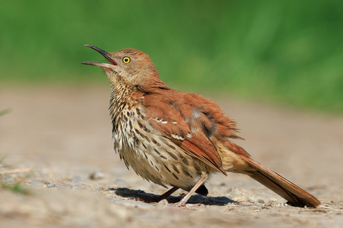 Brown Thrasher, photo 9 of 10