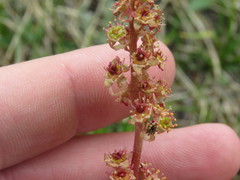 Micranthes subapetala