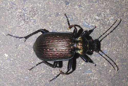 Calosoma alternans photo 4