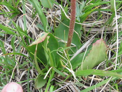 Micranthes subapetala