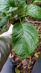 Lobelia physaloides