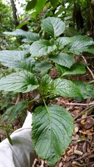 Lobelia physaloides
