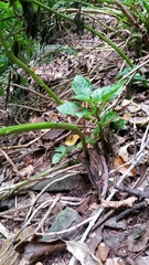 Lobelia physaloides