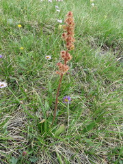 Micranthes subapetala