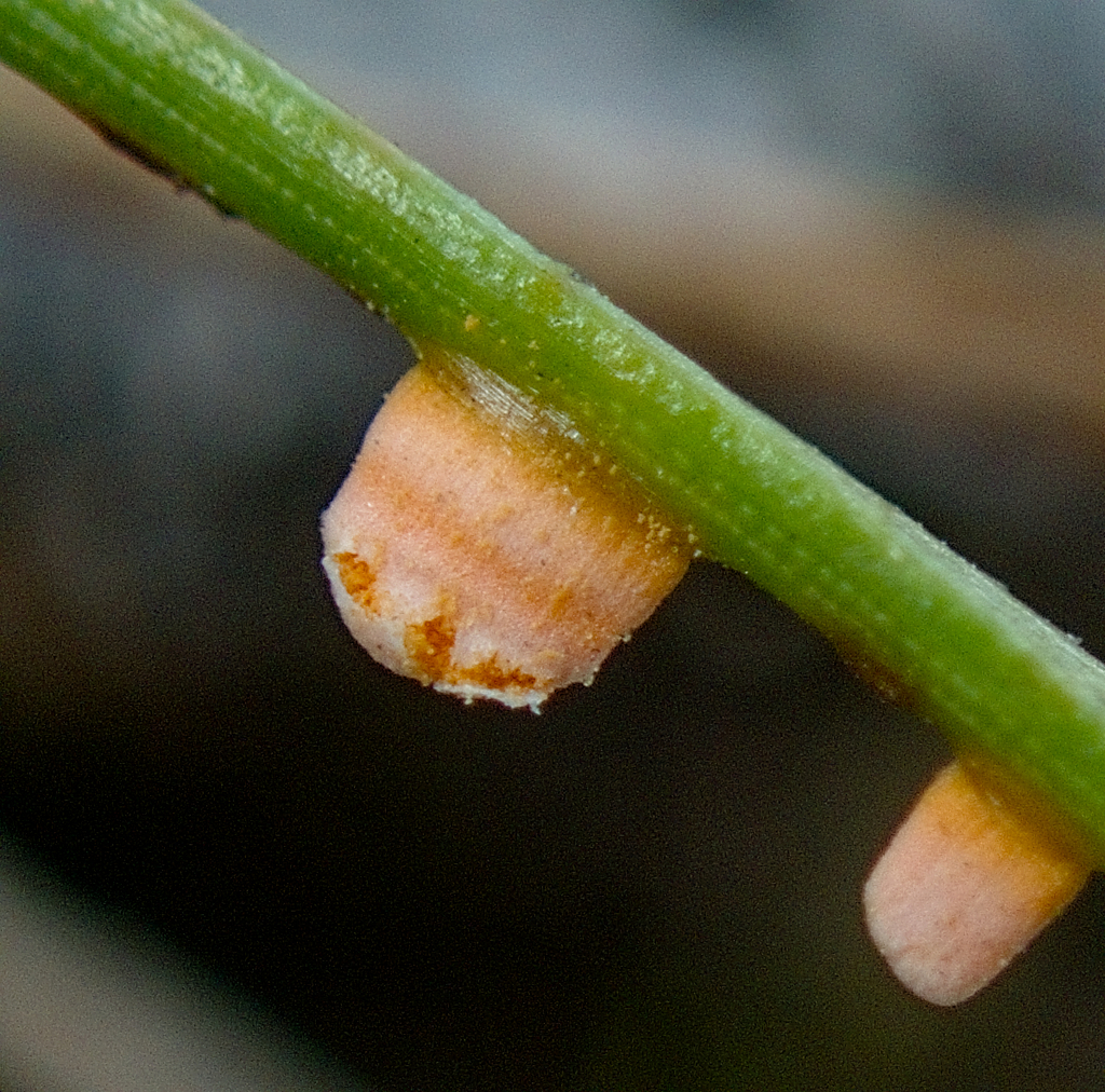 Peridermium oblongisporium