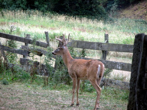 Columbian White-tailed Deer photographed in Oregon