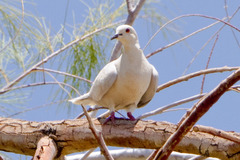 Streptopelia roseogrisea