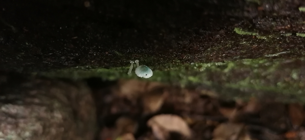 Mycena cyanocephala · May 2023 · photo: © victorvecheverria (iNaturalist, cc-by)
