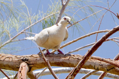 Streptopelia roseogrisea