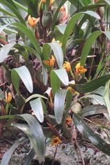 Maxillaria variabilis