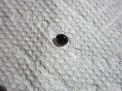 Chilocorus stigma