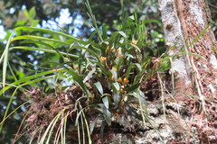 Maxillaria variabilis