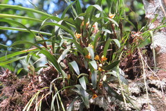 Maxillaria variabilis