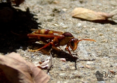 Polistes carnifex carnifex