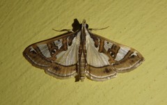 Glyphodes pyloalis
