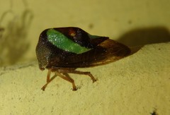 Smilia fasciata