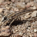 Proctacanthella exquisita - Photo (c) stevetracey, algunos derechos reservados (CC BY-NC)