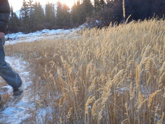 Calamagrostis inexpansa