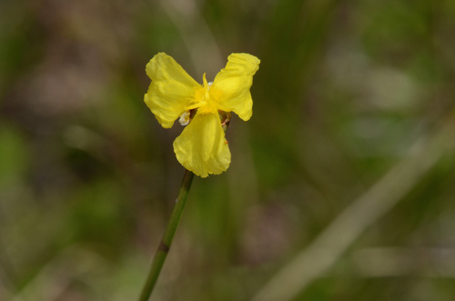 Image of Xyris elliottii by (c) James (Jim) Duggan, some rights reserved (CC BY-SA)