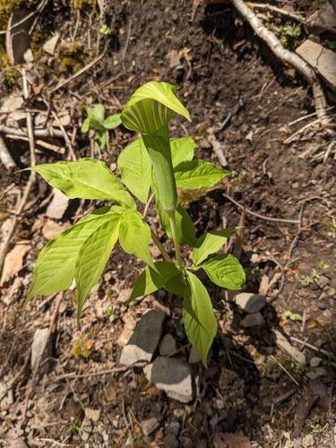 Arisaema peninsulae iNat (3)