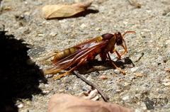 Polistes carnifex carnifex