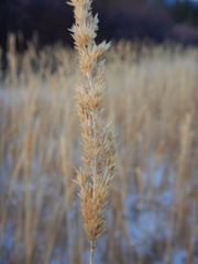 Calamagrostis inexpansa