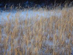 Calamagrostis inexpansa