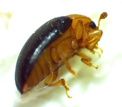 Triplax thoracica