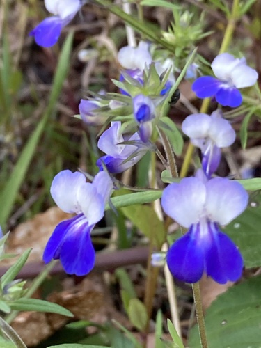 Giant Blue-Eyed Mary