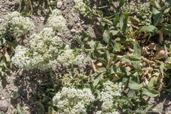 Lepidium appelianum