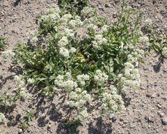 Lepidium appelianum