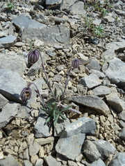 Silene uralensis attenuata