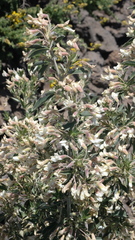 Chamaecytisus prolifer image