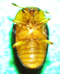 Triplax thoracica
