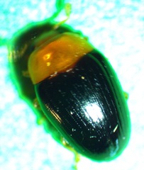 Triplax thoracica