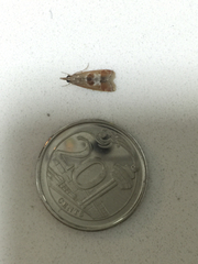 Syntonarcha iriastis