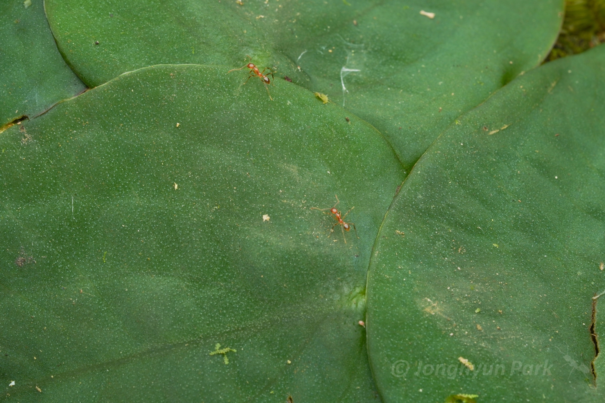Pheidole jacobsoni