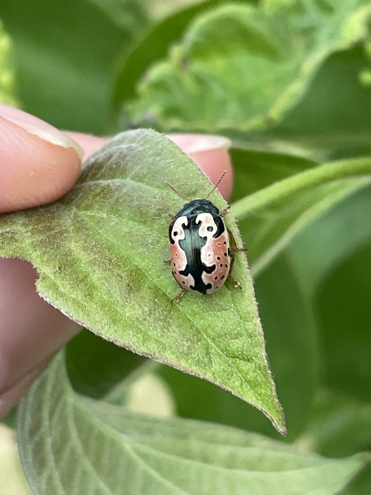 Calligrapha scalaris (J.E.LeConte, 1824)